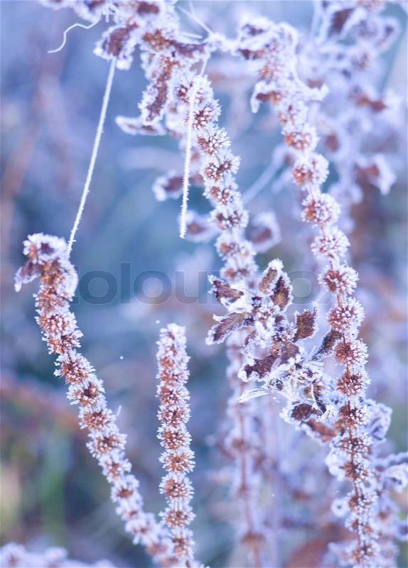 Hoar frost on the plants, stock photo