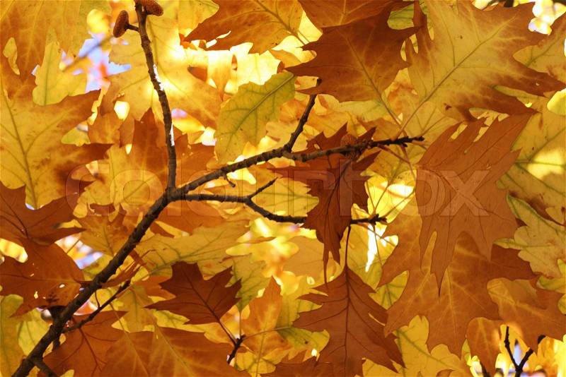 Oak tree foliage at fall, stock photo