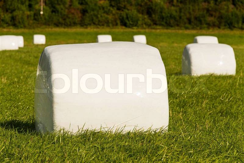 Bales of a green crop, wrapped up in plastic for storage, stock photo