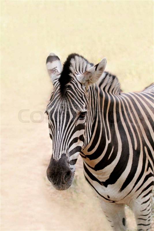 African wild animal zebra\'s face closeup showing distinctive stripes in black and white This mammal is closely related to horse the stripe patterns are unique to each zebra, stock photo
