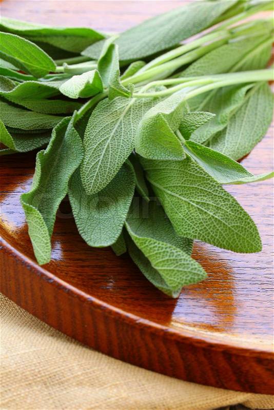 Green fresh sage - herb spice, stock photo