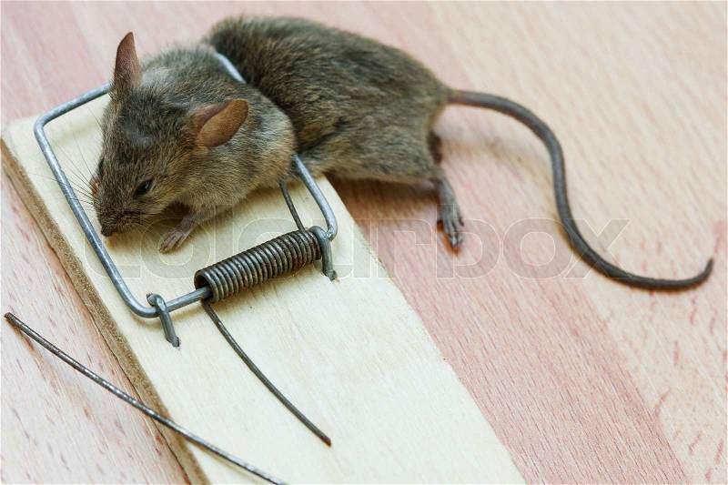 Dead mouse in a mousetrap, stock photo