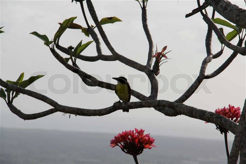 Tree and bird, stock photo