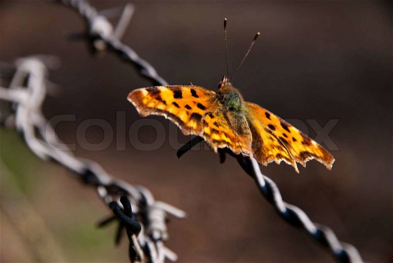 Whisper a wish to a butterfly and it will fly, up to heaven and make it come true, stock photo