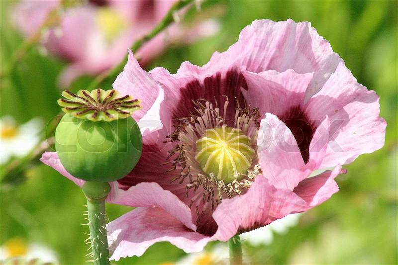 Detail, close-up poppy, papaver somniferum, and capsule in summer time, stock photo