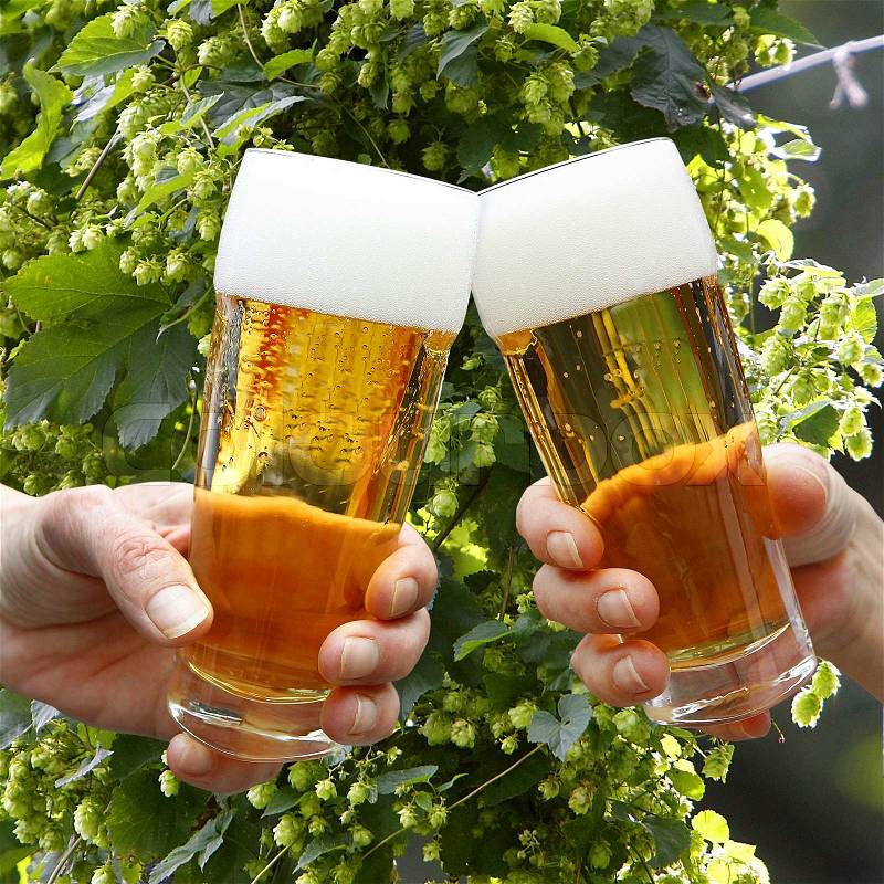 2 hands toasting with 2 glasses beer, stock photo