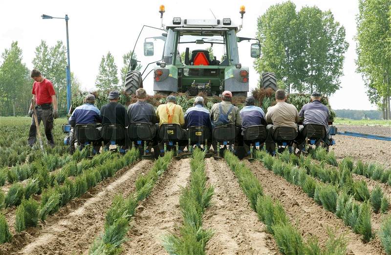 9 men at the back of a tractor planting small trees, stock photo