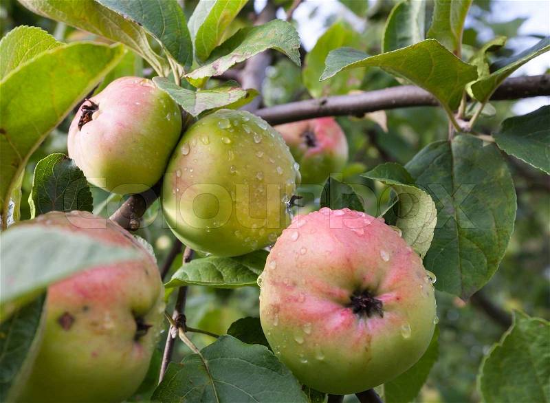 Group of wet green-red apples on the apple tree branch, stock photo