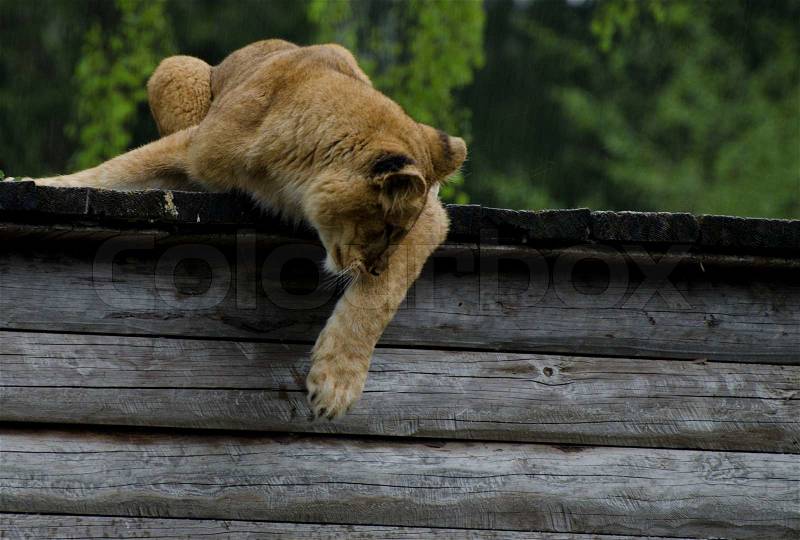 The lion cub that climbed up but can\'t get down, stock photo