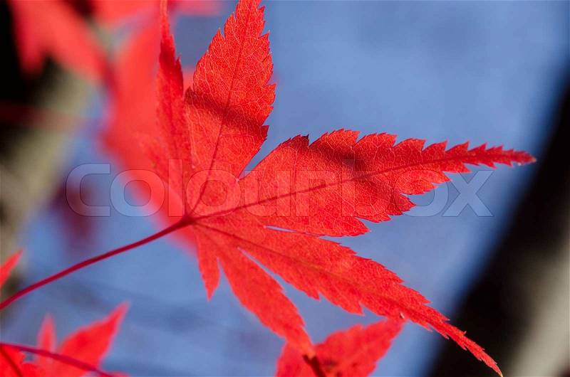 Detail of a red leaf of Acer palmatum, japanese maple on the tree in autumn, stock photo
