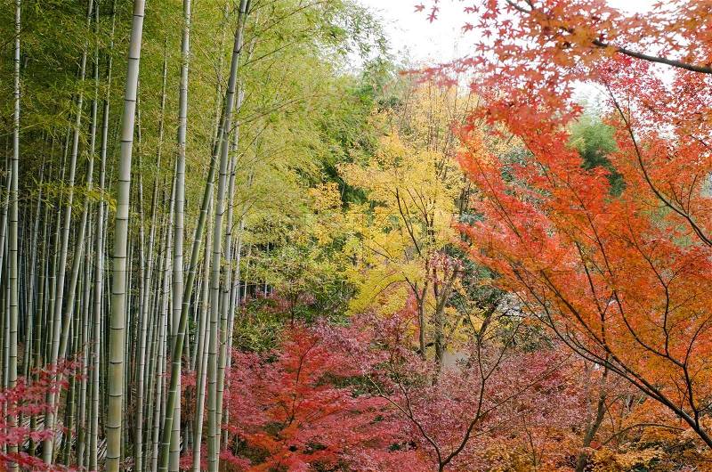 Colorful japanese autumn scene in a forest with maple and bamboo, stock photo