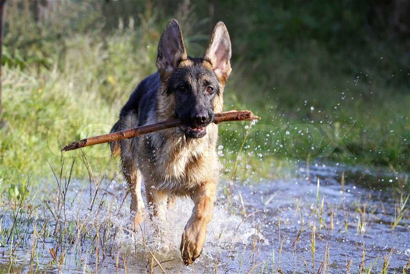 German shepherd with a stick in his beak running in watergerman shepherd with a tree branch in his mouth, stock photo