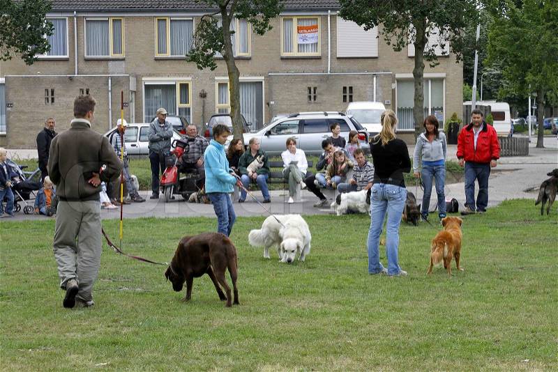 People with dogs on a lawn, stock photo