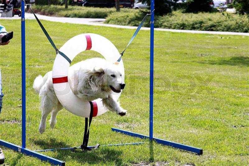 Dog jumping through a hoop, stock photo