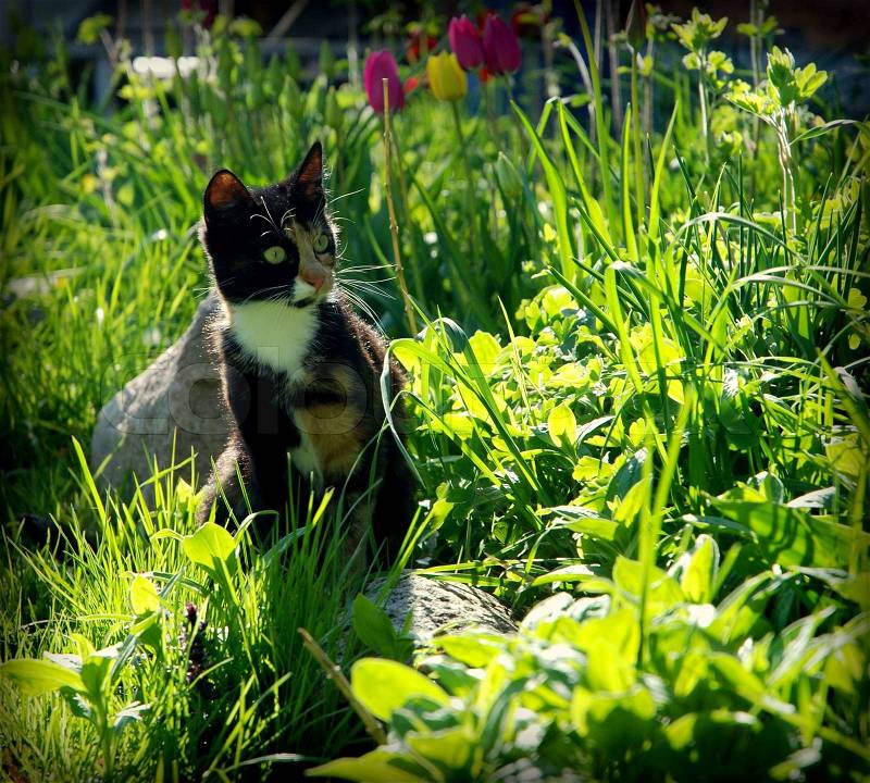 A Calico Cat Enjoying the Spring, stock photo