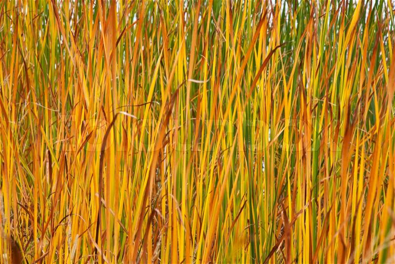 Autumn reeds leafs background, stock photo
