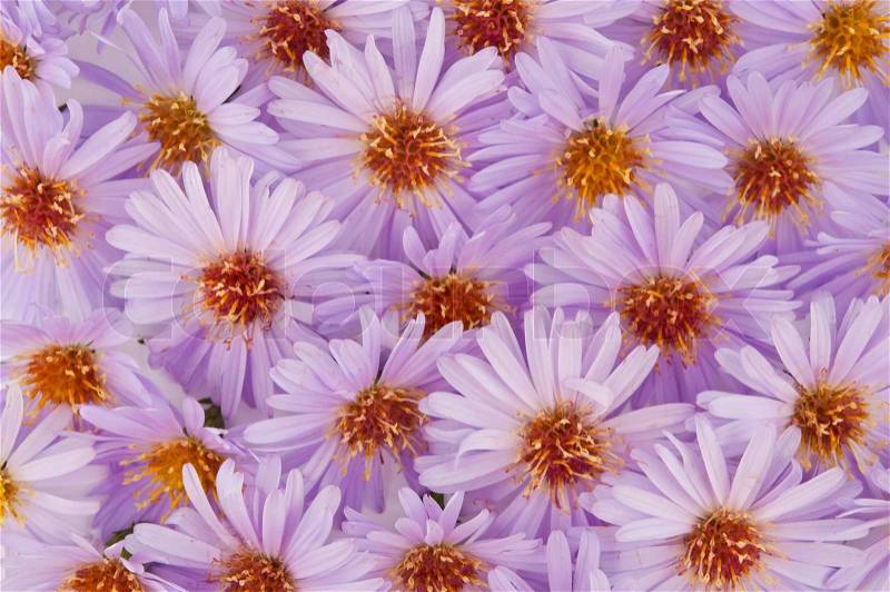 Small purple chrysanthemums, stock photo