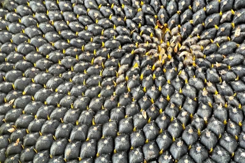 Sunflower with Black Seeds Close-Up, stock photo