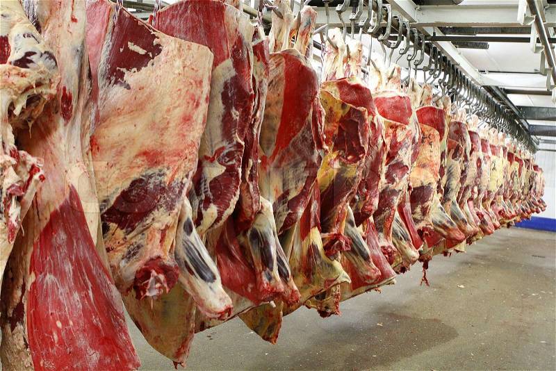 Slaughtered bovine animals hanging in a slaughterhouse, stock photo