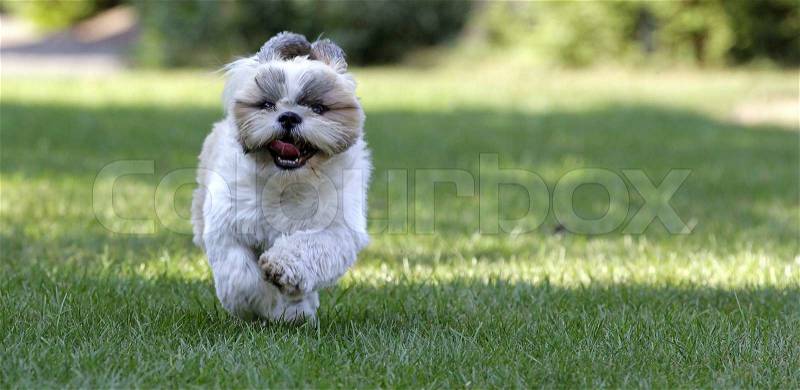Little Shih Tsu dog running on a lawn, stock photo