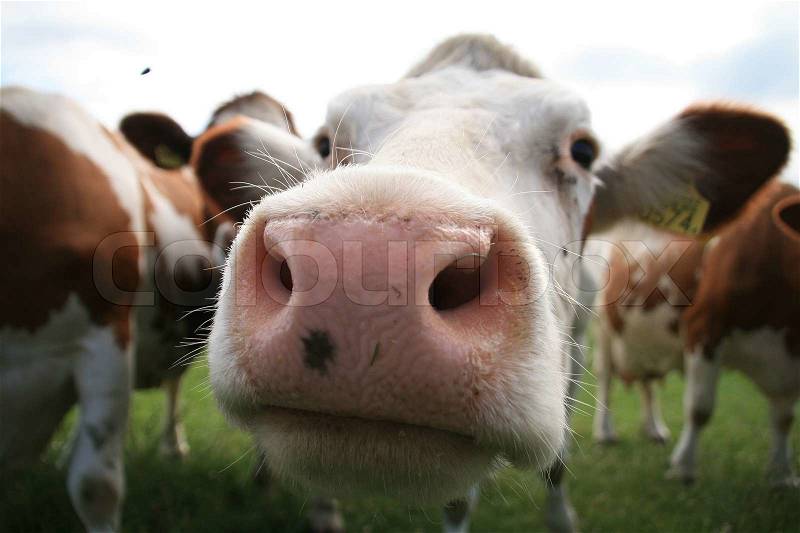 Farm animals, curious close-up cow muzzle in the field in summertime, stock photo