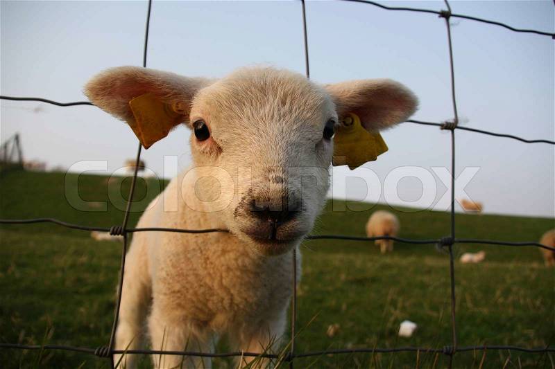 Farm animal, curious young lamb muzzle with her face through the gauze, enjoy spring, stock photo