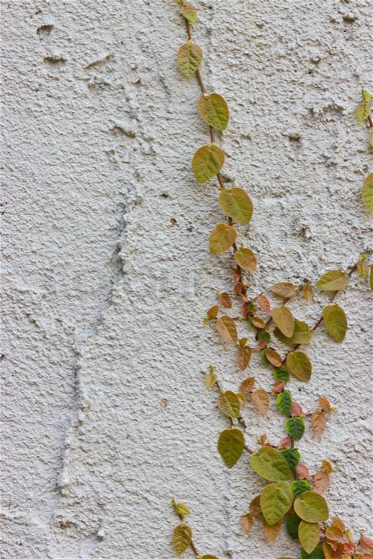 Ivy climbing the walls, stock photo