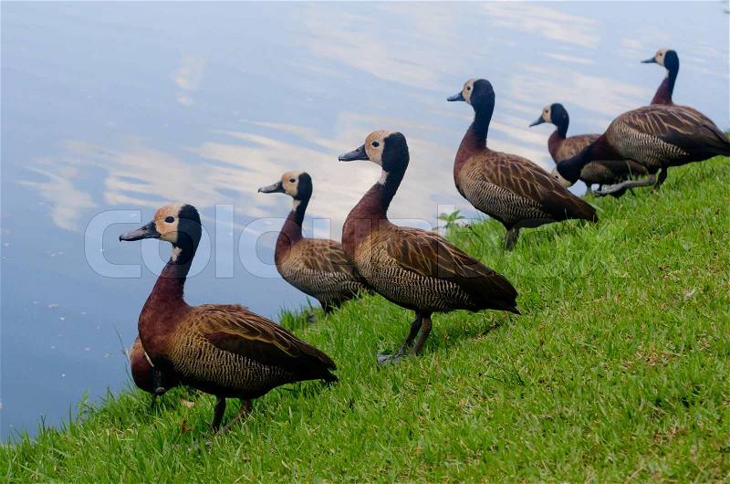 “If it walks like a duck, quacks like a duck, looks like a duck, it must be a duck.”, stock photo