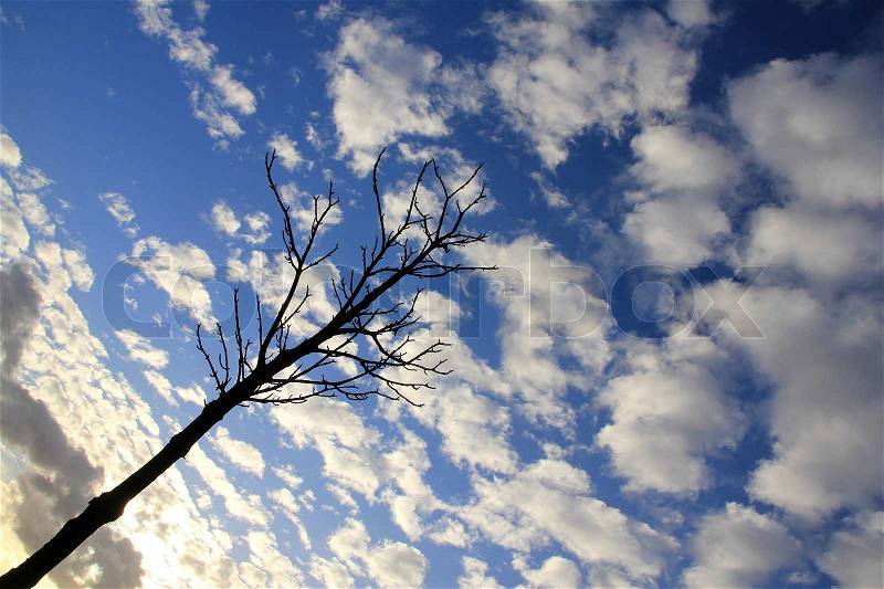 Bold tree and branches in blue sky and white clouds in fall by sunset, stock photo