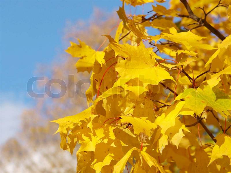 Yellow leaves on ash tree at autumn, towards blue sky, stock photo