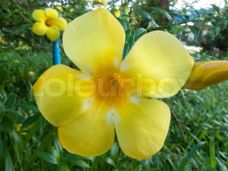 Golden trumpet flower, stock photo