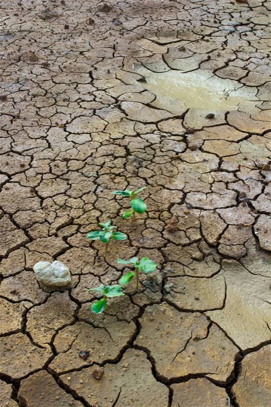 Plant in dried cracked mud, stock photo
