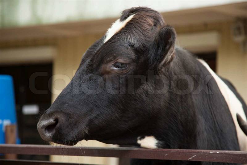 Cow farm, stock photo