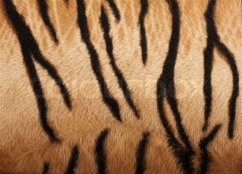 Structure of a skin of a tiger, striped background, stock photo