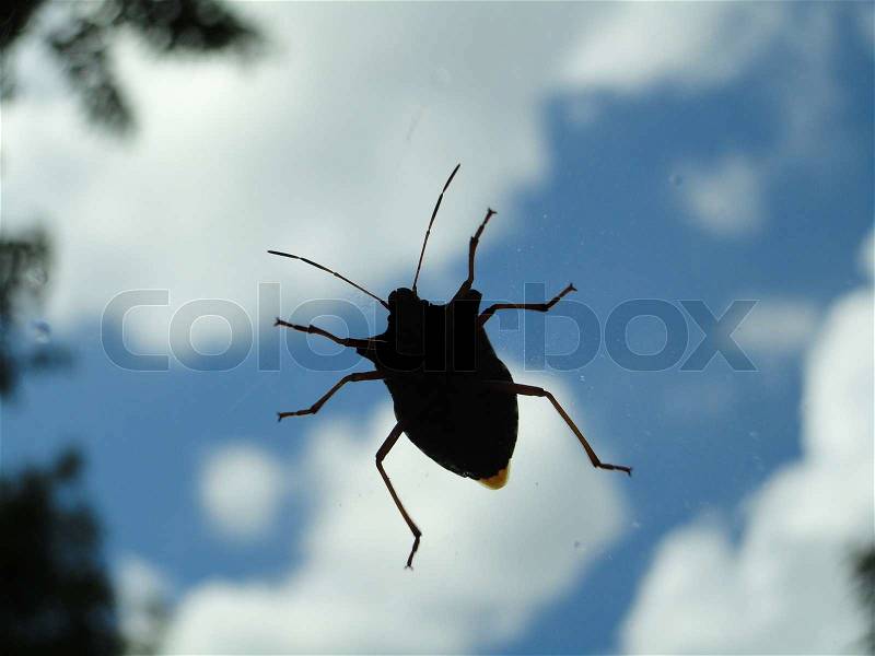 A bug, photographed from a car\'s window_, stock photo