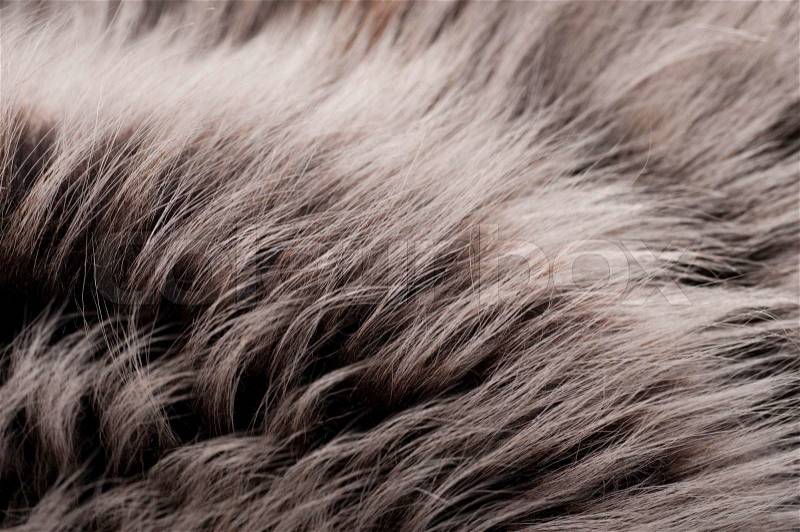 Structure from a skin of a wolf, silvery fur, stock photo
