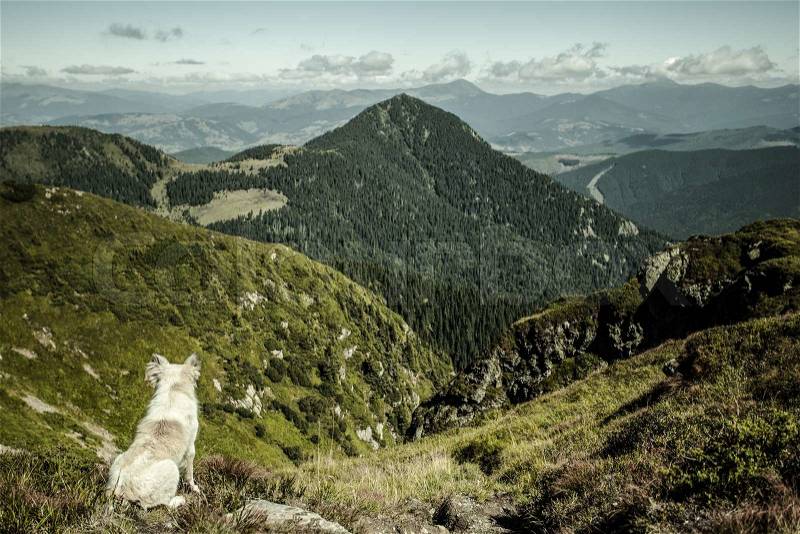 Old dog is sitting on a mountain and looks into the distance, stock photo