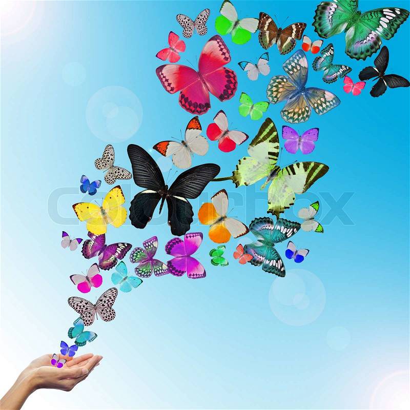 Hands releasing butterflies, stock photo
