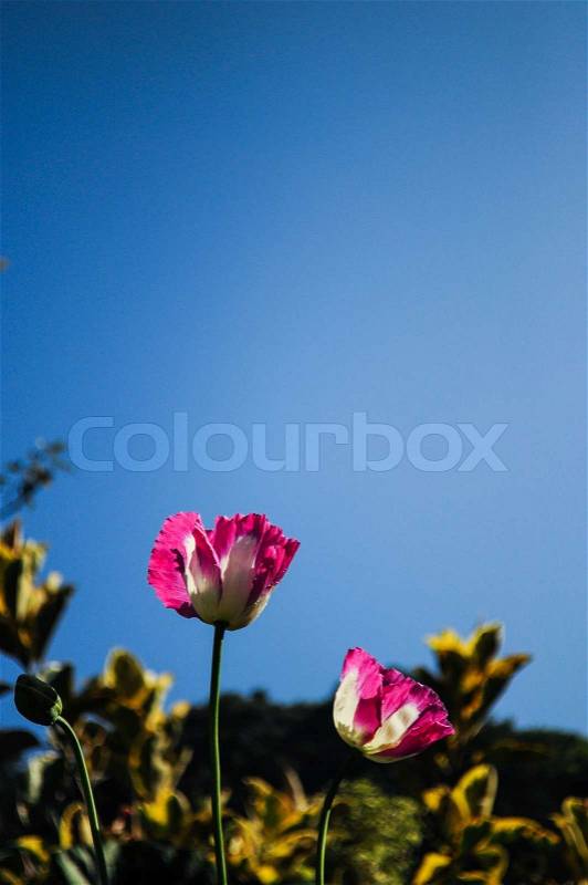 Pink opium poppy flower with clear sky, stock photo