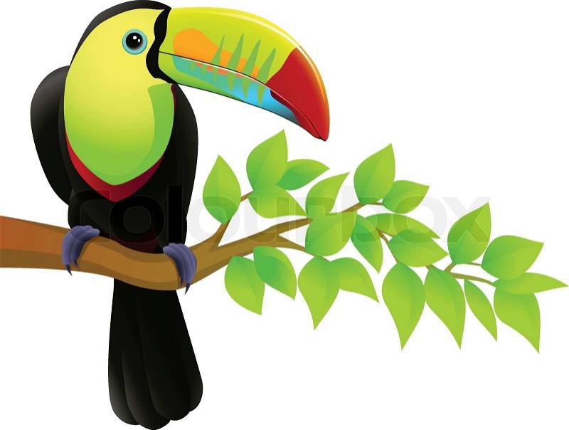 Image result for animated pictuers of toucan