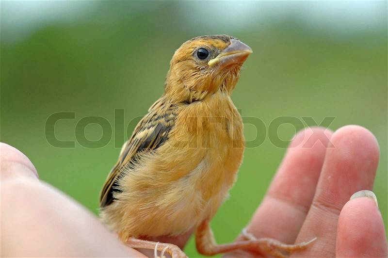 Bird in hand, stock photo