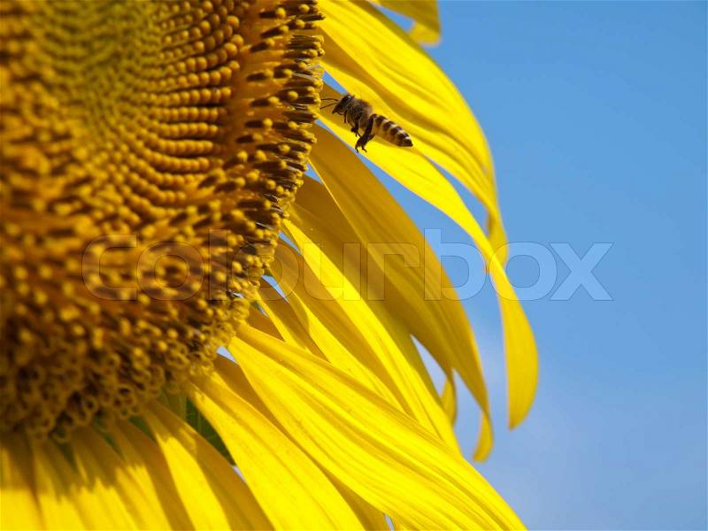 Sunflower, stock photo