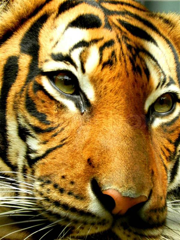Eyes of Tiger, stock photo