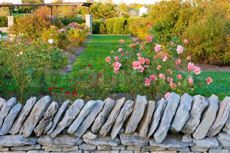 Rose garden behind a stone wall, stock photo