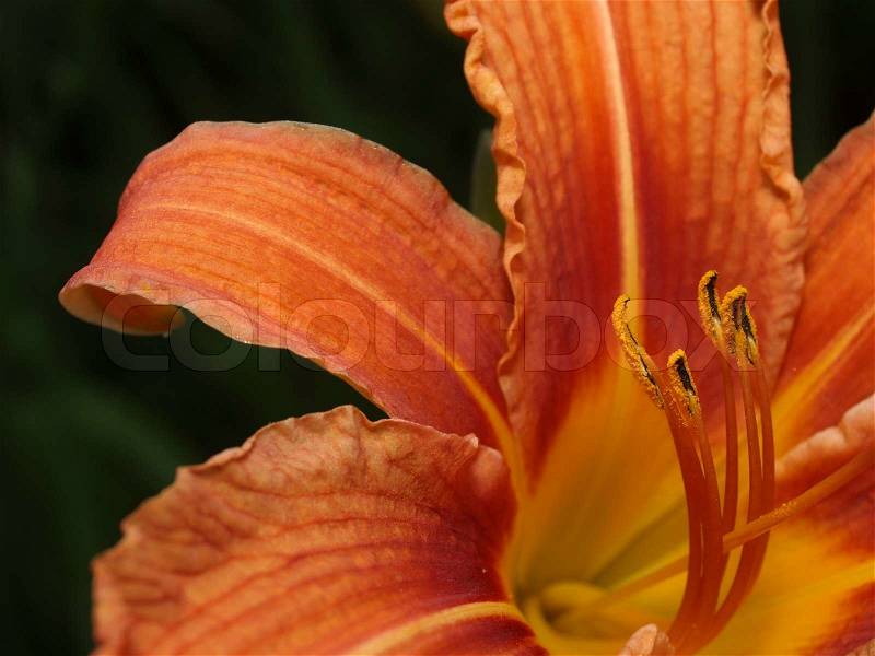 Orange lily, stock photo