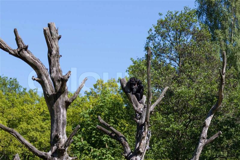 Chimpanzee monkey on a tree over blue sky, stock photo
