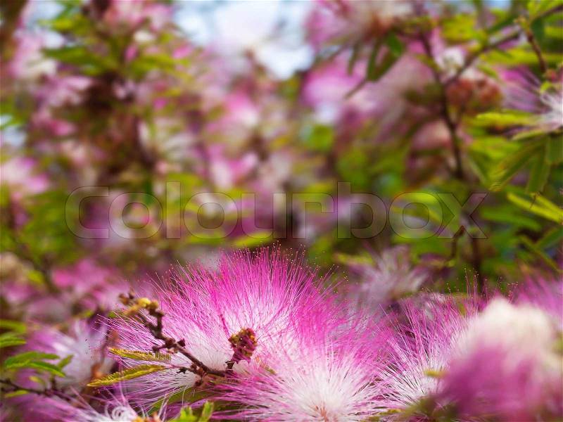 Pink powderpuff flower blooming like dream, stock photo