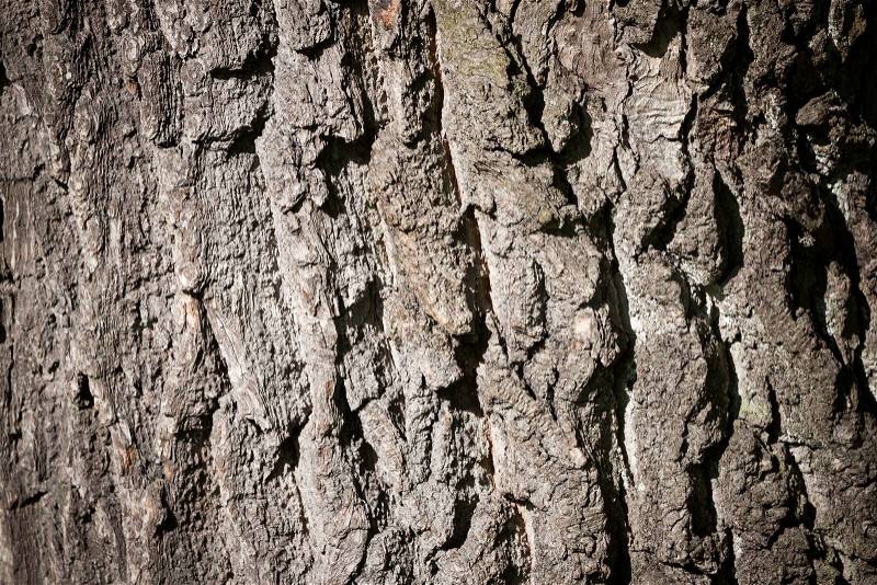 Texture of cortex of a tree, stock photo