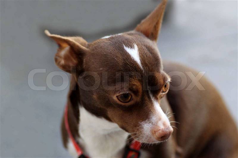 Chihuahuas are the smallest race dogs in the world, stock photo