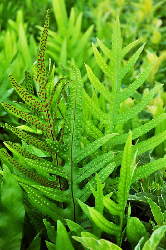 Dotted fern plant Maile-Scented, stock photo